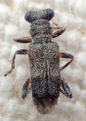 Phyllobaenus