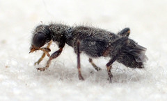 Phyllobaenus