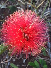Calliandra dysantha