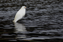 Egretta thula thula