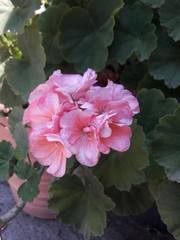 Pelargonium