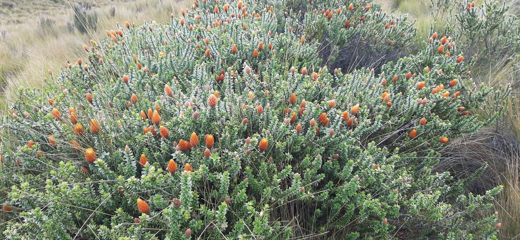 Chuquiraga jussieui image