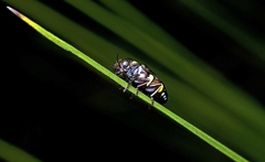 Diphucrania duodecimmaculata