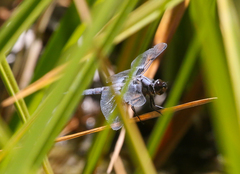 Libellula nodisticta