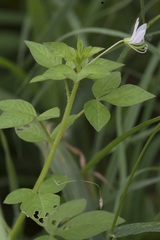 Cleome rutidosperma image