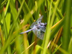 Libellula nodisticta