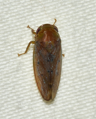 Polana quadrinotata