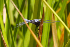 Libellula nodisticta