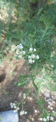 Parthenium hysterophorus