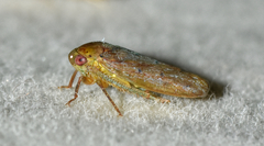 Polana quadrinotata