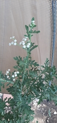 Parthenium hysterophorus