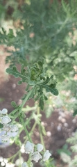 Parthenium hysterophorus