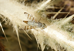 Terellia occidentalis
