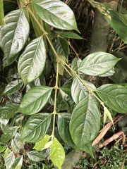 Lasianthus hispidulus
