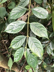 Lasianthus hispidulus