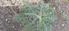 Parthenium hysterophorus