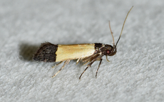 Anacampsis coverdalella