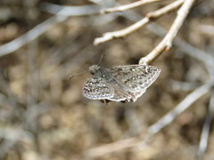 Erynnis telemachus