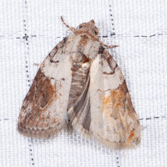 Garella