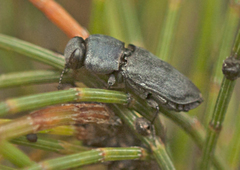 Anilara