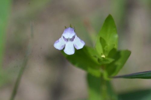 Lindernia anagallidea iNat (2)