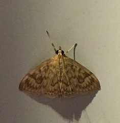 Crocidophora serratissimalis