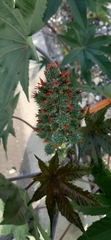 Ricinus communis