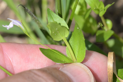 Lindernia anagallidea