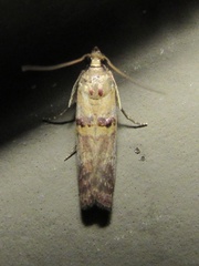 Acrobasis blanchardorum