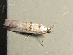 Acrobasis blanchardorum