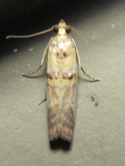 Acrobasis blanchardorum