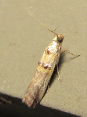Acrobasis blanchardorum