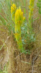 Castilleja levisecta