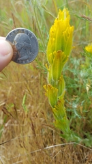 Castilleja levisecta