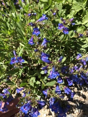 Penstemon leonardii