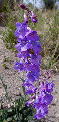 Penstemon secundiflorus