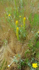 Castilleja levisecta