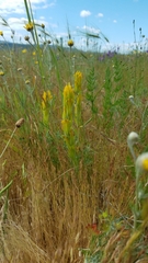 Castilleja levisecta