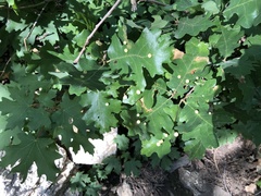 Xanthoteras eburneum