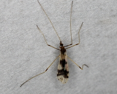 Erioptera venusta