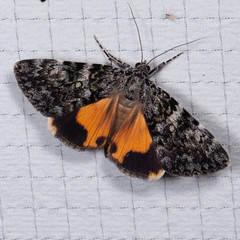 Catocala lineella