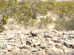 Dipsosaurus dorsalis dorsalis