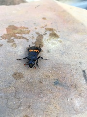 Nicrophorus mexicanus
