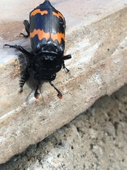 Nicrophorus mexicanus
