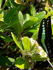 Graphium sarpedon nipponum