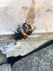 Nicrophorus mexicanus