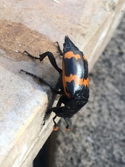 Nicrophorus mexicanus