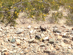 Dipsosaurus dorsalis dorsalis