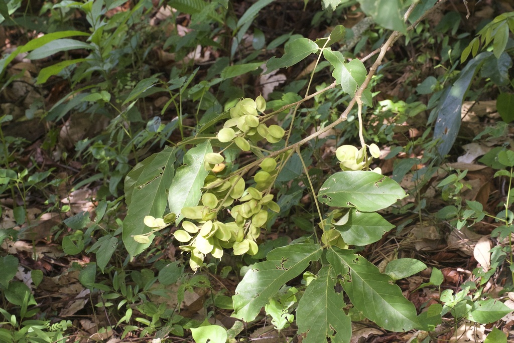Lonchocarpus luteomaculatus