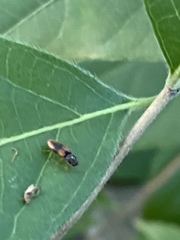 Horistonotus curiatus